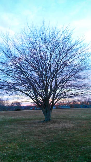 The axis mundi (in religion or mythology) is the world center or the connection between Heaven and Earth. It may have the form of a natural object, such as a tree.