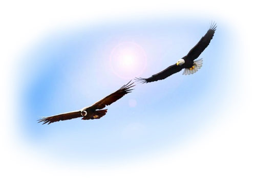 eagle-condor-web